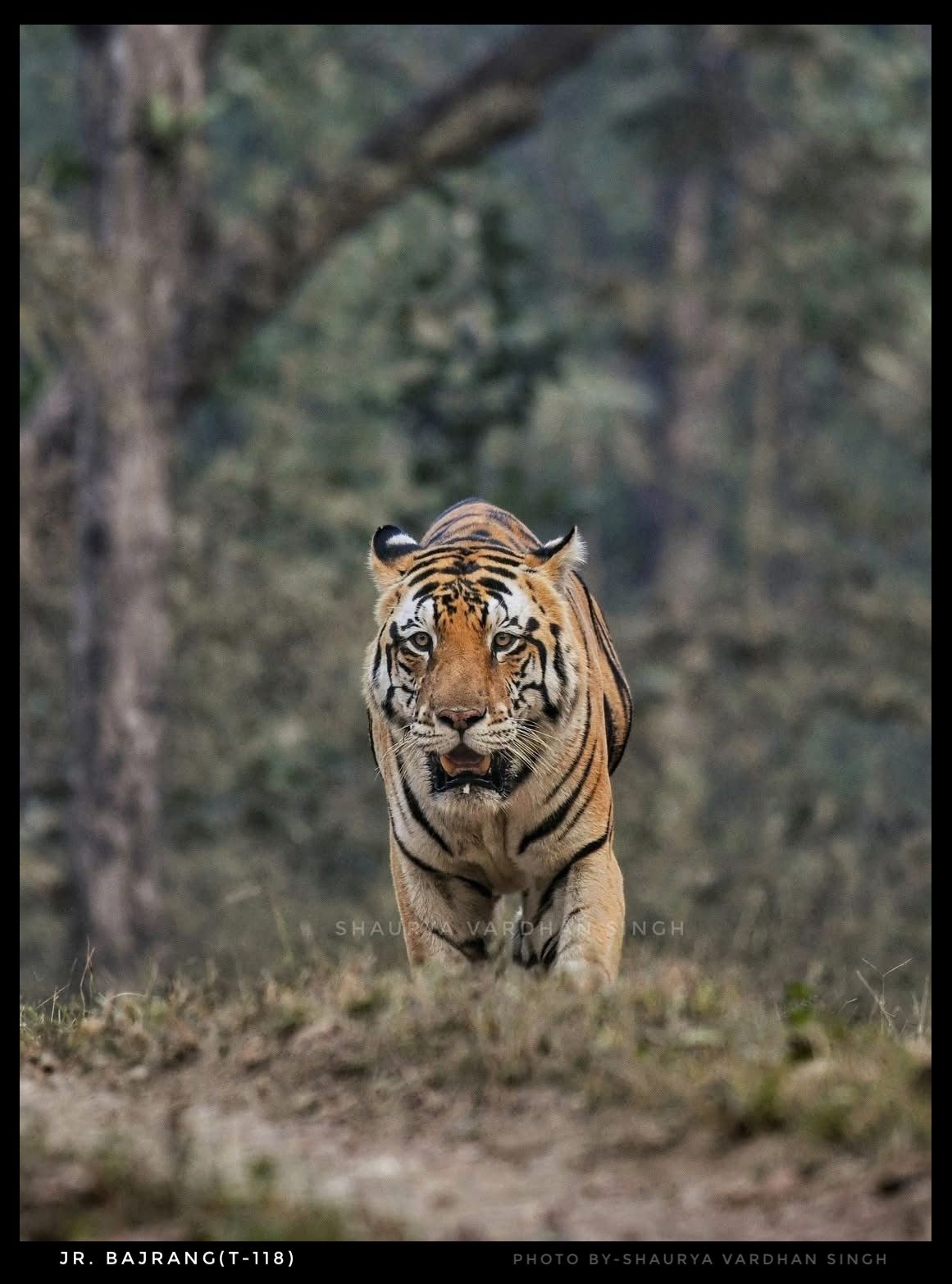 Jr. Bajrang (T-118)
