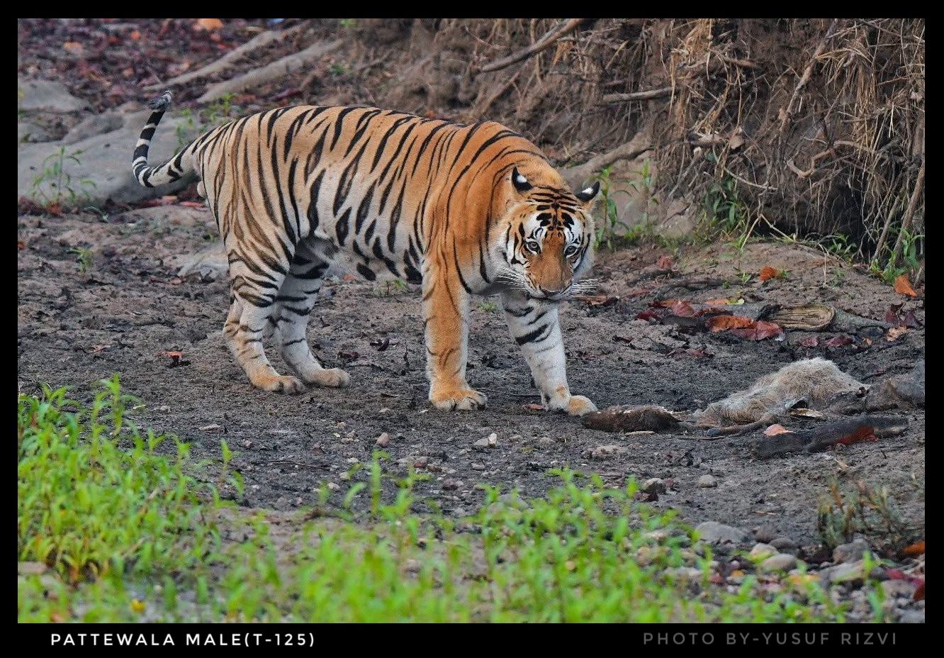 Pattewala Male (T-125)