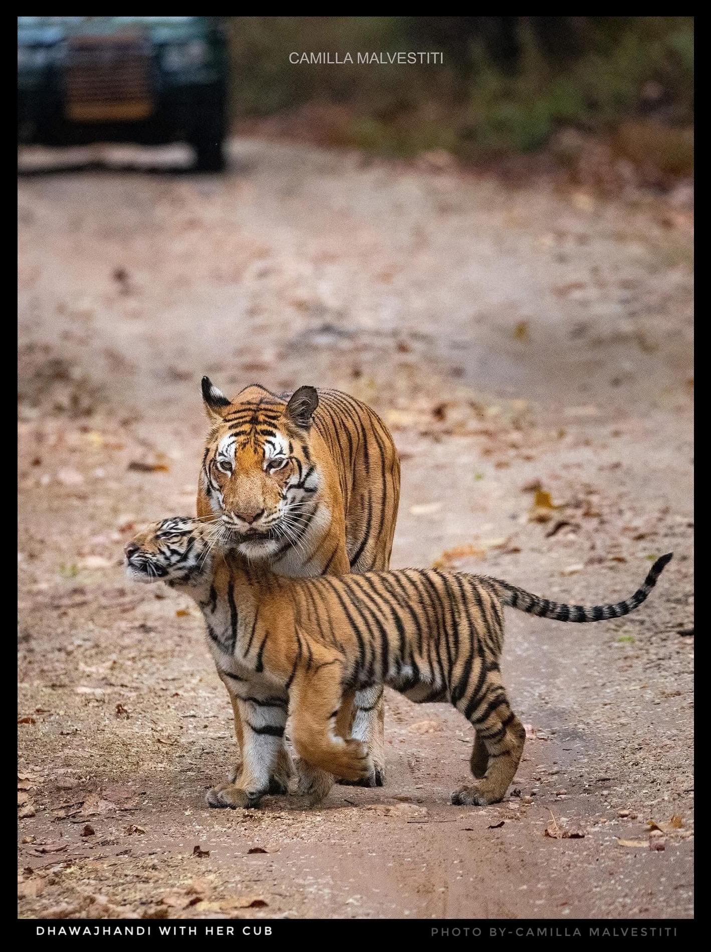 Tiger in Kanha