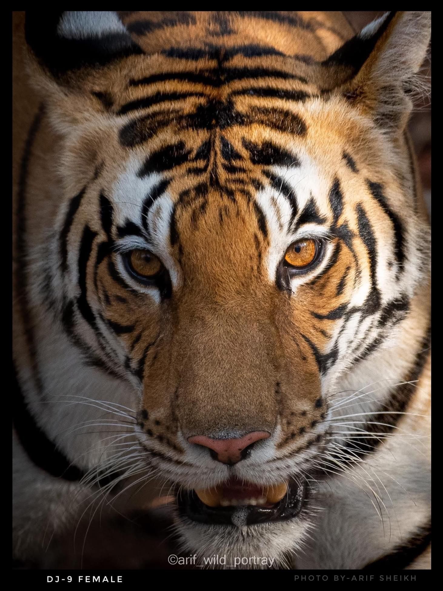 Tiger in Kanha