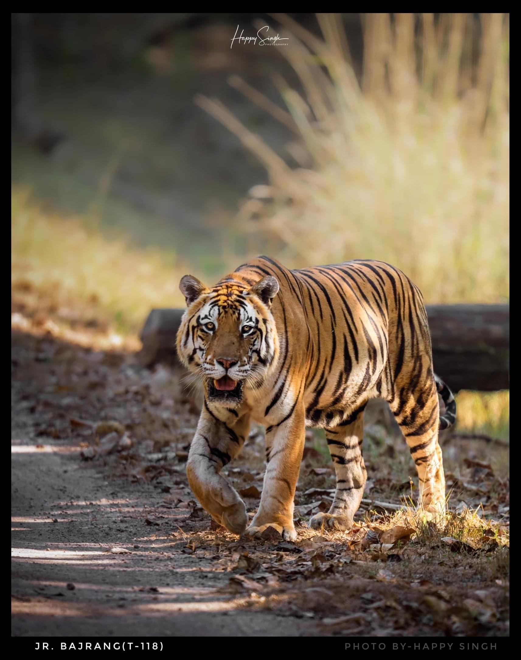 Tiger in Kanha