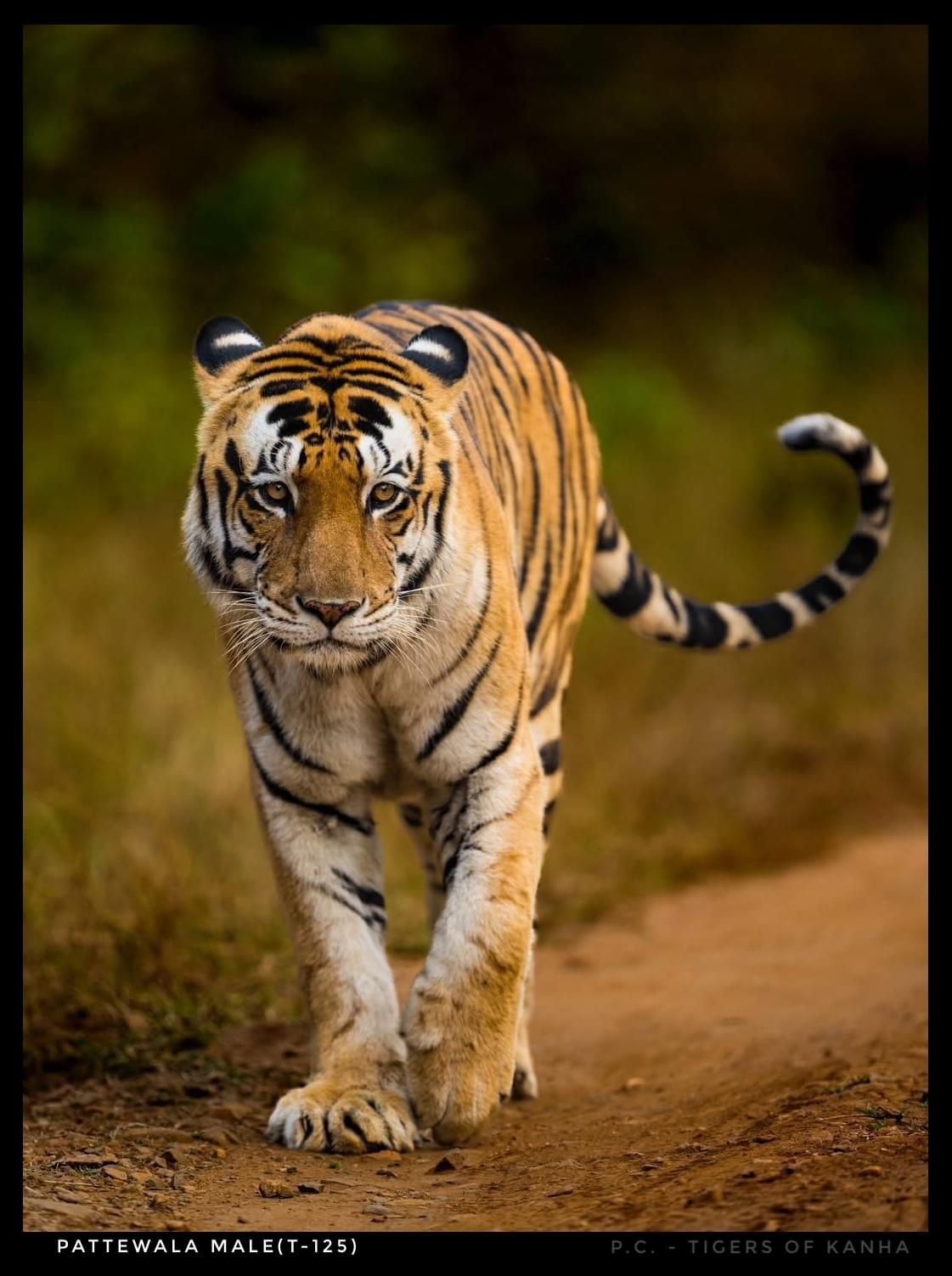 Tiger in Kanha